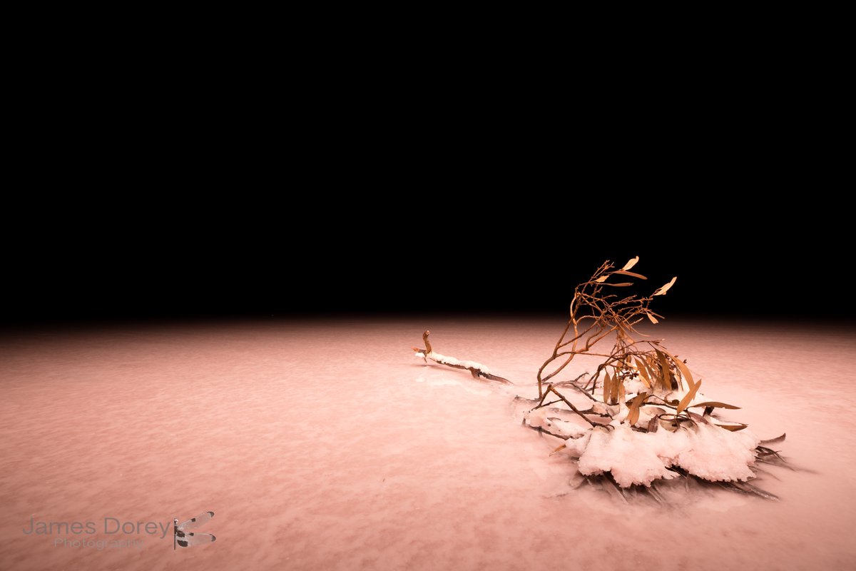 JamesBeeDorey's tweet photo. Huge thanks to @SAMuseum and @ausgeo for selecting my image as the winner for the #Botanical section and another shortlisted in #AnimalsInNature! Thanks also to the other photogs and everyone who will enjoy the #gallery as it moves around the country! https://t.co/QoUEQyqdvE