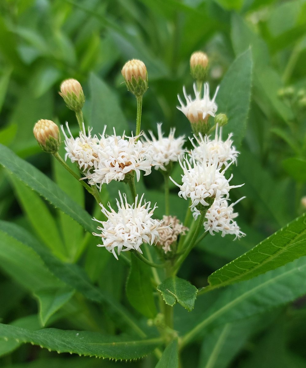 PlantPref's tweet photo. Vernonia novaboracensis albiflora makes a nice change as a taller perennial. Hasn't complained about the heat this summer either.

#vernonia #vernonianovaboracensis #vernonianovaboracensisalbiflora #tallplants #whiteflowers #prairieplants #peatfree #mailorderplants #plantsforsale https://t.co/0hx1V9zd5p