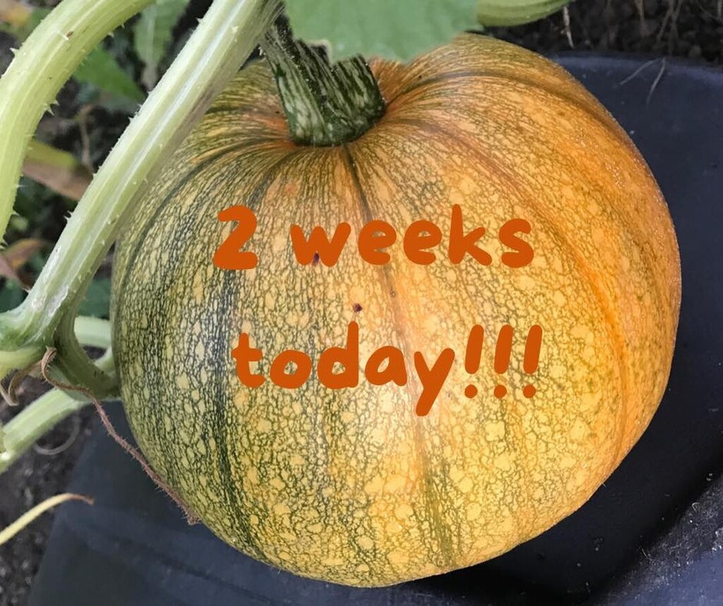 Yes really! The 2020 Matlock Show is in 2 weeks on 10th September. Bring your produce/crafts between 9 and 11 am then hang around to enjoy our refreshments and entertainments from 10am onwards!  Can’t wait to see you! #matlockshow2022 #matlockshow #matlo… instagr.am/p/ChwWqD-MhYf/