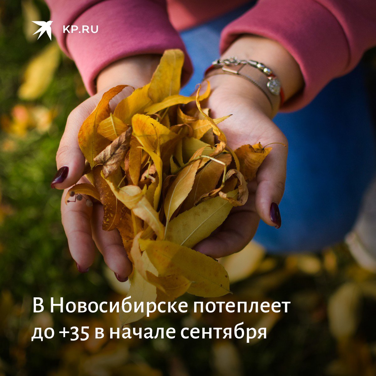 Https nsk kp ru. Осенний Новосибирск. Жара осенью. Осень в Новосибирске.
