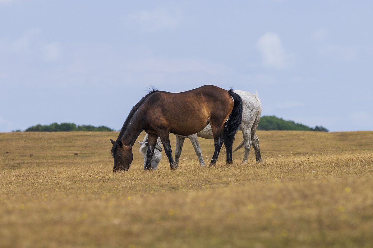EngNewForest's tweet photo. If you are in the #NewForest please #BringAPicnicNotABBQ but don’t share with the animals! As part of the #NewForestCode we ask people to keep their distance from the animals and not to feed or touch them. 🙏🐎

#KeepYourDistance #UseYourZoom #CareForTheForest https://t.co/V6zFfsaKC7