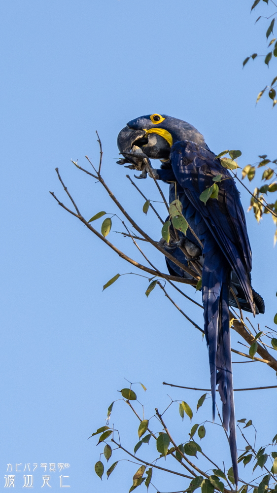 ｽﾐﾚｺﾝｺﾞｳｲﾝｺ Twitter Search Twitter