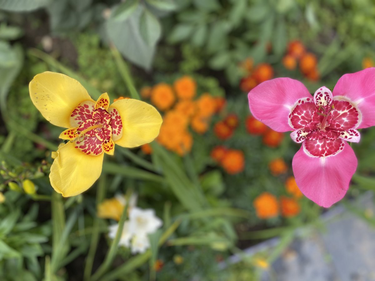 ARDAllotments's tweet image. How beautiful are these Tigridia Pavonia, commonly known as the Mexican Shell or Tiger Flower, which we spotted on one of our plots yesterday  #allotment #allotments #allotmentlife #growyourown #allotmentlove #growyourownfood #growfoodforfree #allotmentuk #allotmentgarden