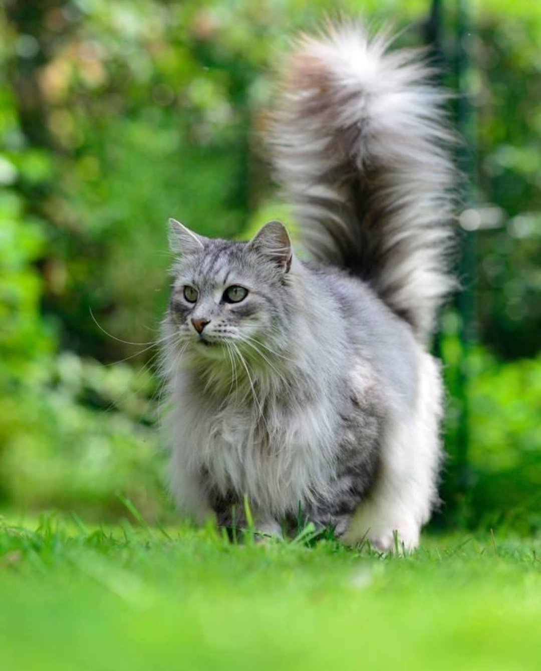 Бухарский кот