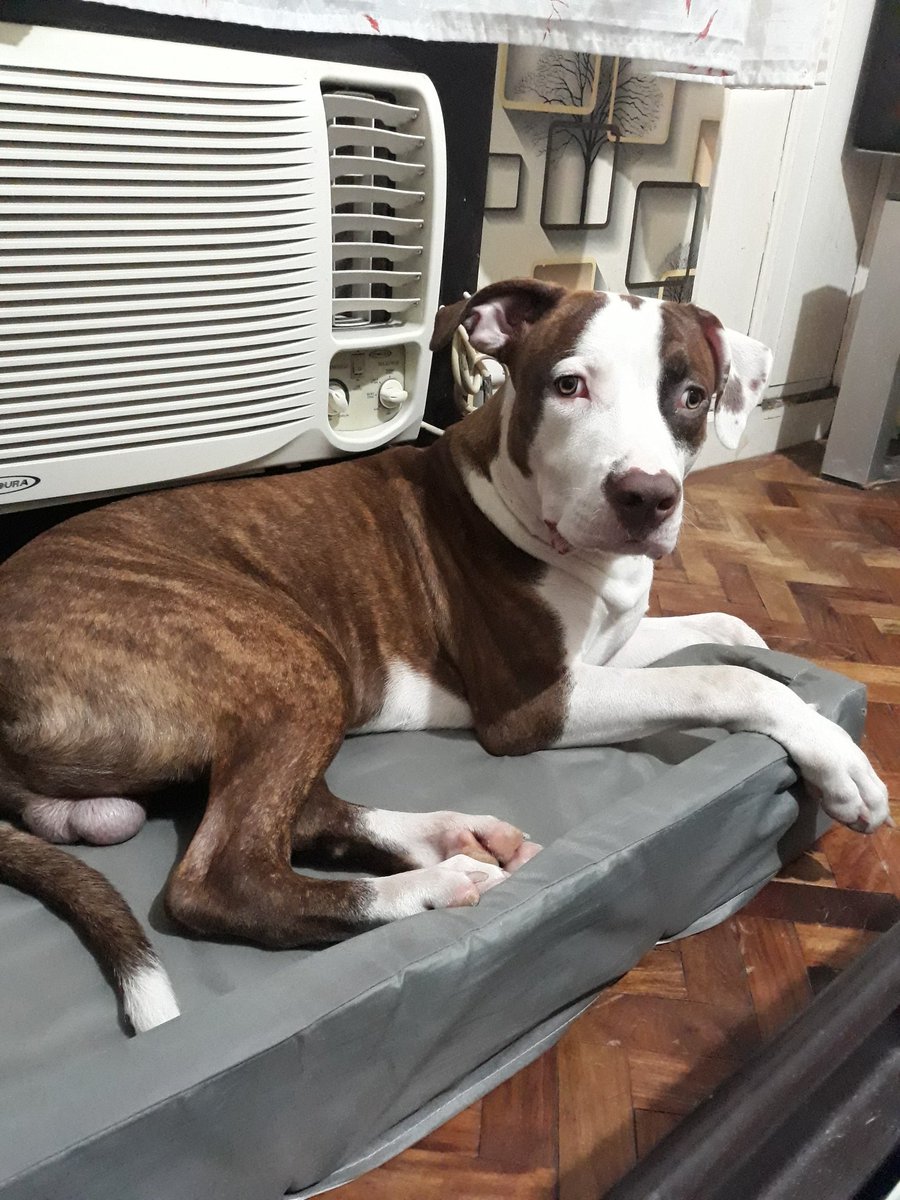 jalyson820's tweet photo. Doggo. https://t.co/SUzMMIVXUN
