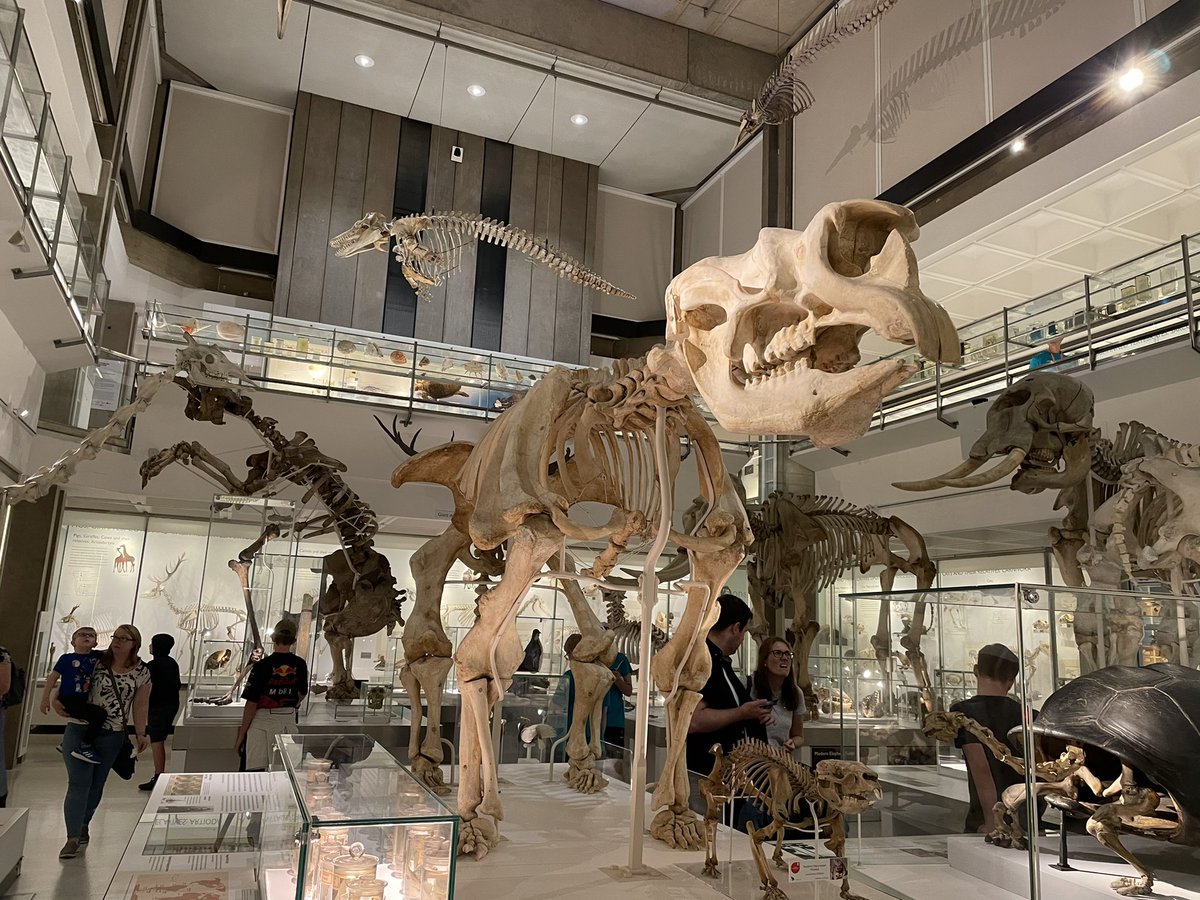 DrJoScience's tweet photo. And after this week’s #DrJo #PooDetectives workshop featuring wombat poo, it was great to see a comparison between a wombat skeleton from Tasmania (bottom right) with a GIANT ancestor, the Diprotodon. I wonder if they had cube poo too 🎲 💩 🤔 #BeCurious #ScienceIsEverywhere https://t.co/oYFUFvIZLC