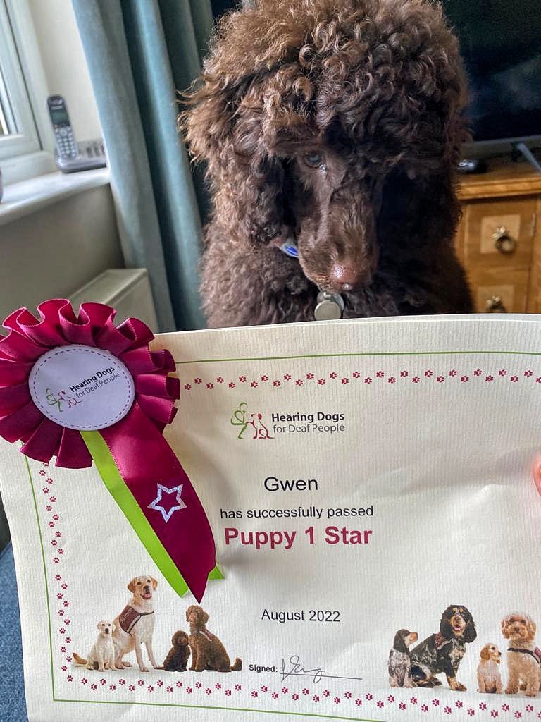 ambassador_dog's tweet photo. Yay! 17 week old Hearing Dog Puppy in training Gwen has passed her Puppy One Star ⭐️ She has now mastered the following cues ‘sit’, ‘down’, ‘wait’ and how to walk to heel, recall to handclap, voice and whistle, plus much more.  Pretty amazing, right? 🐾 @hearingdogscheshire https://t.co/QlHtsUfYBP