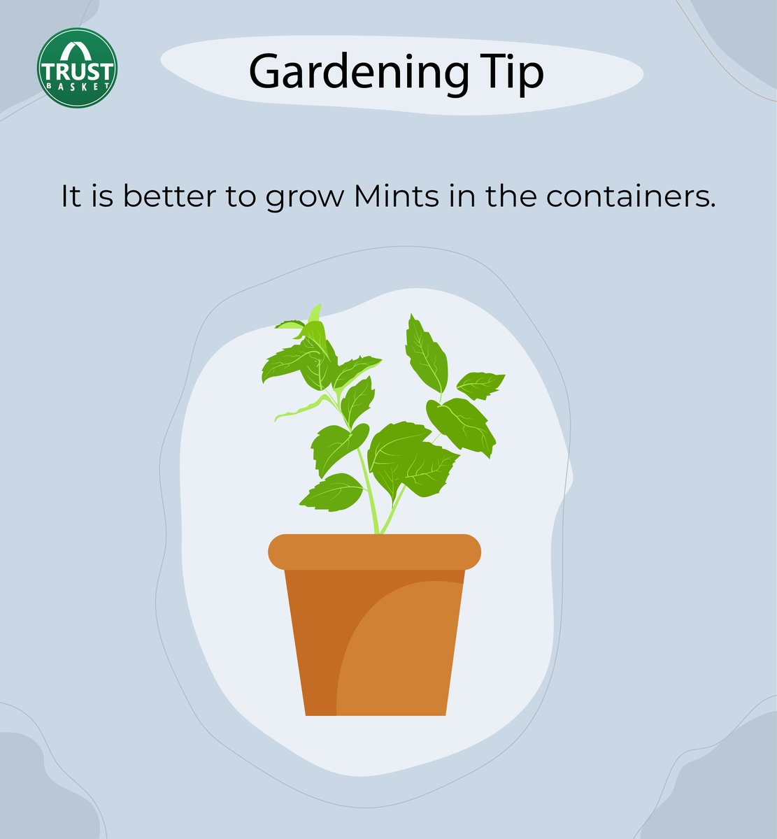 TrustBasket's tweet photo. Yes, it is better to grow Mints🪴 in containers because these plants grow vigorously. They could spread all over the garden space and choke other plants.

Visit: https://t.co/Fsjmjy4jyA https://t.co/XIhi8KNyQA