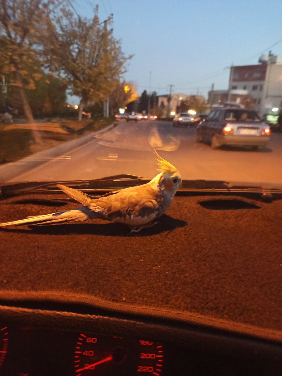 m_moradpour's tweet photo. @aapaamaa شاید من بیشتر از هر کسی این غم رو درکش کنم:) https://t.co/rjqM12Gv8S