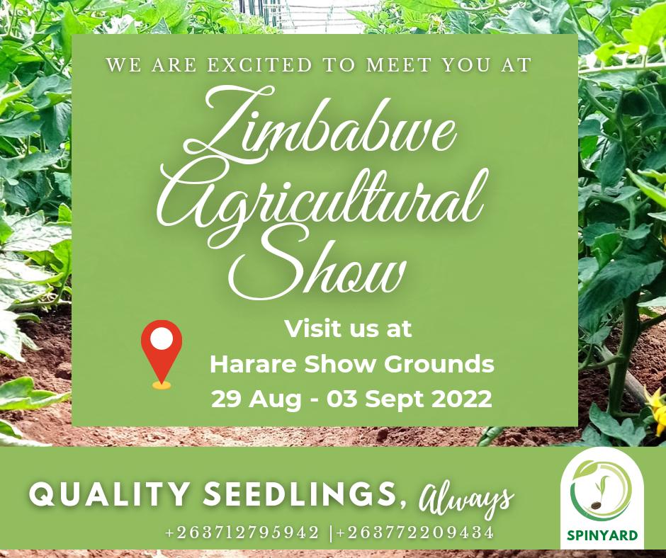 Seedli1Spinyard's tweet photo. ZIMBABWE AGRICULTURAL SHOW

Let's meet at this year's ZAS exhibitions. We will be showcasing our leading lines and running a great promotion too. See you there. 

#SpinyardAtZAS
#SpinyardSeedlings
#ZimAgricRising https://t.co/oqfXZN8Snr
