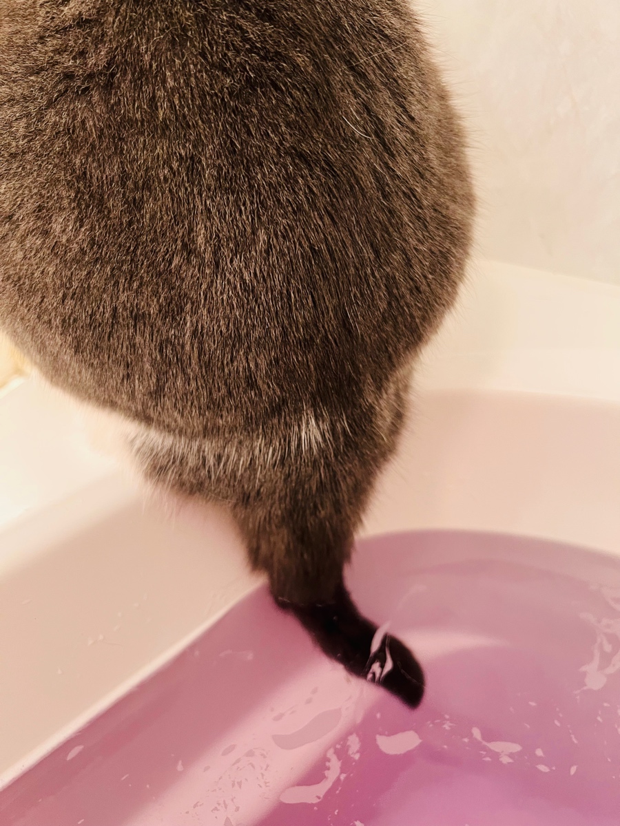 大事なしっぽが濡れたんだが しっぽの管理をおろそかにした猫さん 飼い主に怒る よく怒られます Togetter