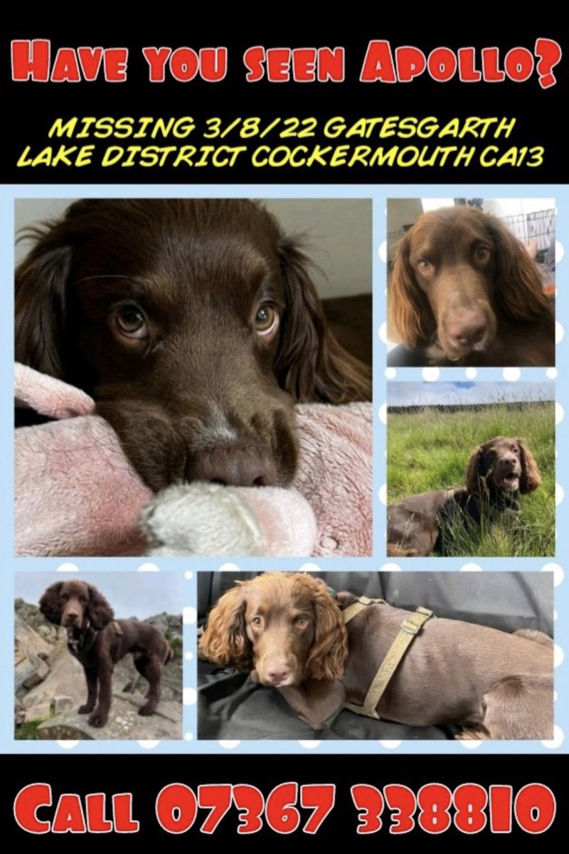 glocky9's tweet photo. ❤️ Please Retweet ❤️

Apollo is still missing! Please keep a lookout for him while you’re in the hills this weekend. #findapollo 

£1000 reward for anyone that finds Apollo or has information leading to his return @ApolloSprocker https://t.co/NACBF8uEsX