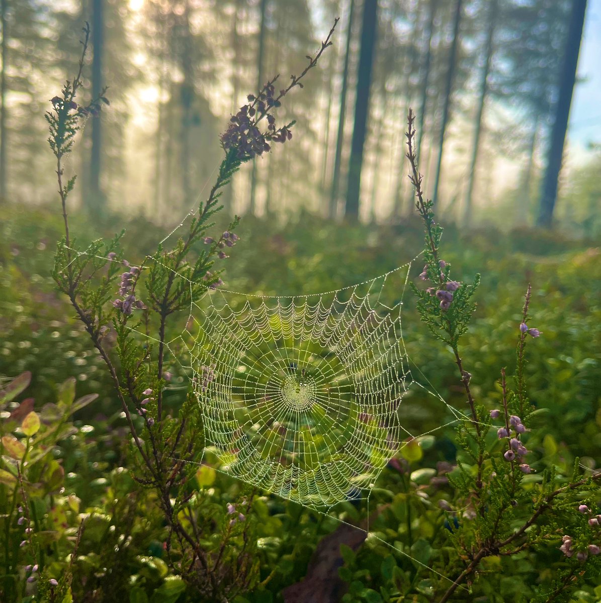 Hyvää Suomen luonnon päivää! Lähimetsäkin on ihmeitä täynnä, kun vain osaa katsoa.