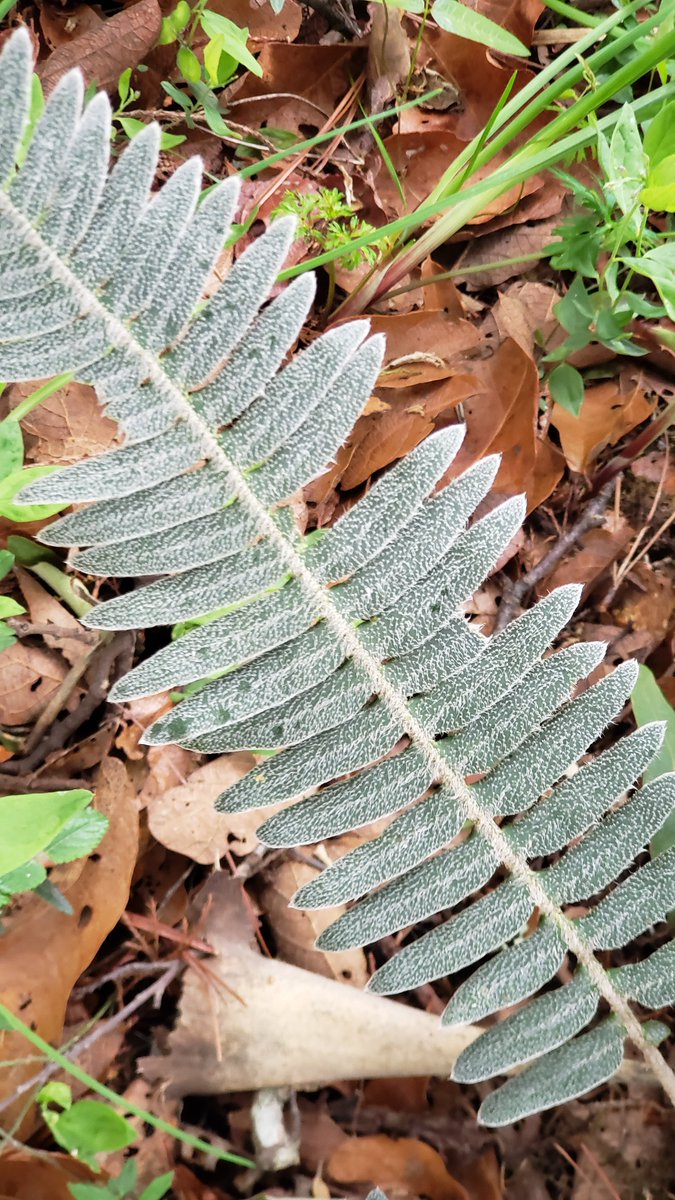 tindalotsiri's tweet photo. Meet Pleopeltis rosei (Maxon) A.R. Sm. & Tejero a scaly #Ferntastic epiphyte from Guerrero, Mexico #FernFriday (late)๐
๐ฟ https://t.co/BaBdaJoguA