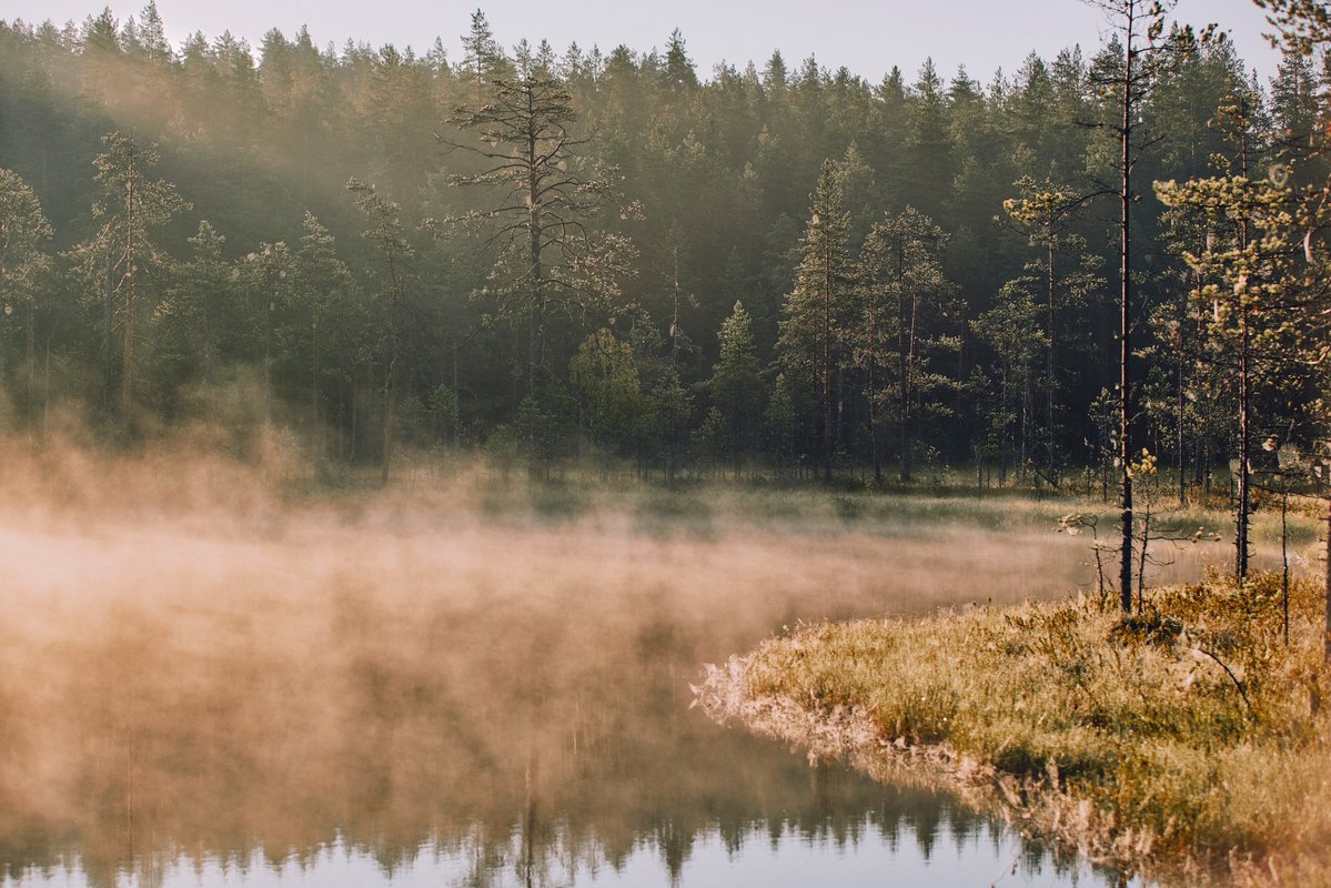 Tänään juhlitaan Suomen luontoa ja sen puhtaita metsiä🌲 💛 Tiesitkö, että käyttämämme puuraaka-aine on peräisin metsästä, jossa noudatetaan kestävän kehityksen ja luonnon monimuotoisuuden periaatteita? Lue lisää uudesta vastuullisuusohjelmastamme 👉 ow.ly/IZnX50KsLyp