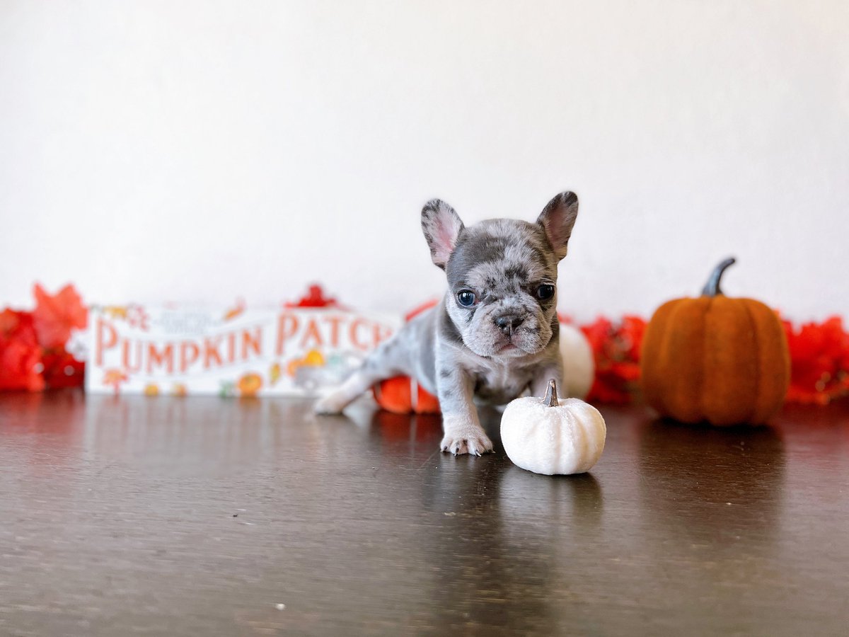 sheribears's tweet photo. Frenchie Puppies for sale! 3 available. Please message me if you’re interested! ☺️❤️ https://t.co/kuCqDZqRUN