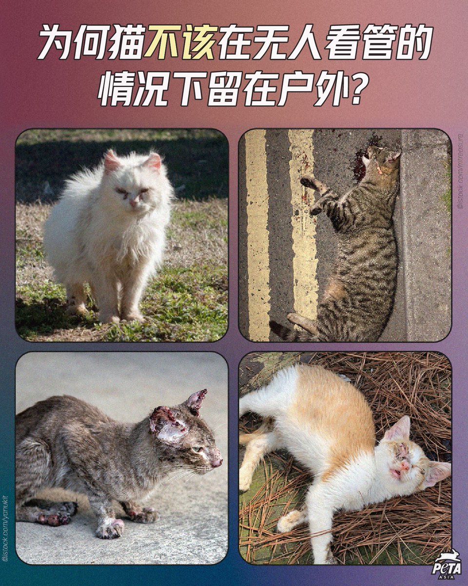 PETAAsiaZH's tweet photo. 留在户外的猫咪很容易生病、饥饿、脱水、被车撞到，或被动物和人袭击💔😿

如果你必须要携带猫咪外出，请使用轻质胸背带配合牵引绳以保障他们的安全😺

谨记 #领养代替购买 😸

#猫 #猫咪 #保护动物小贴士 #cats #AnimalTips https://t.co/7CmTy8bXns