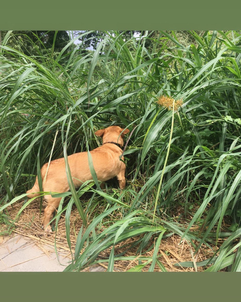 ikingedward's tweet photo. 🐕 https://t.co/5G5jDVn625