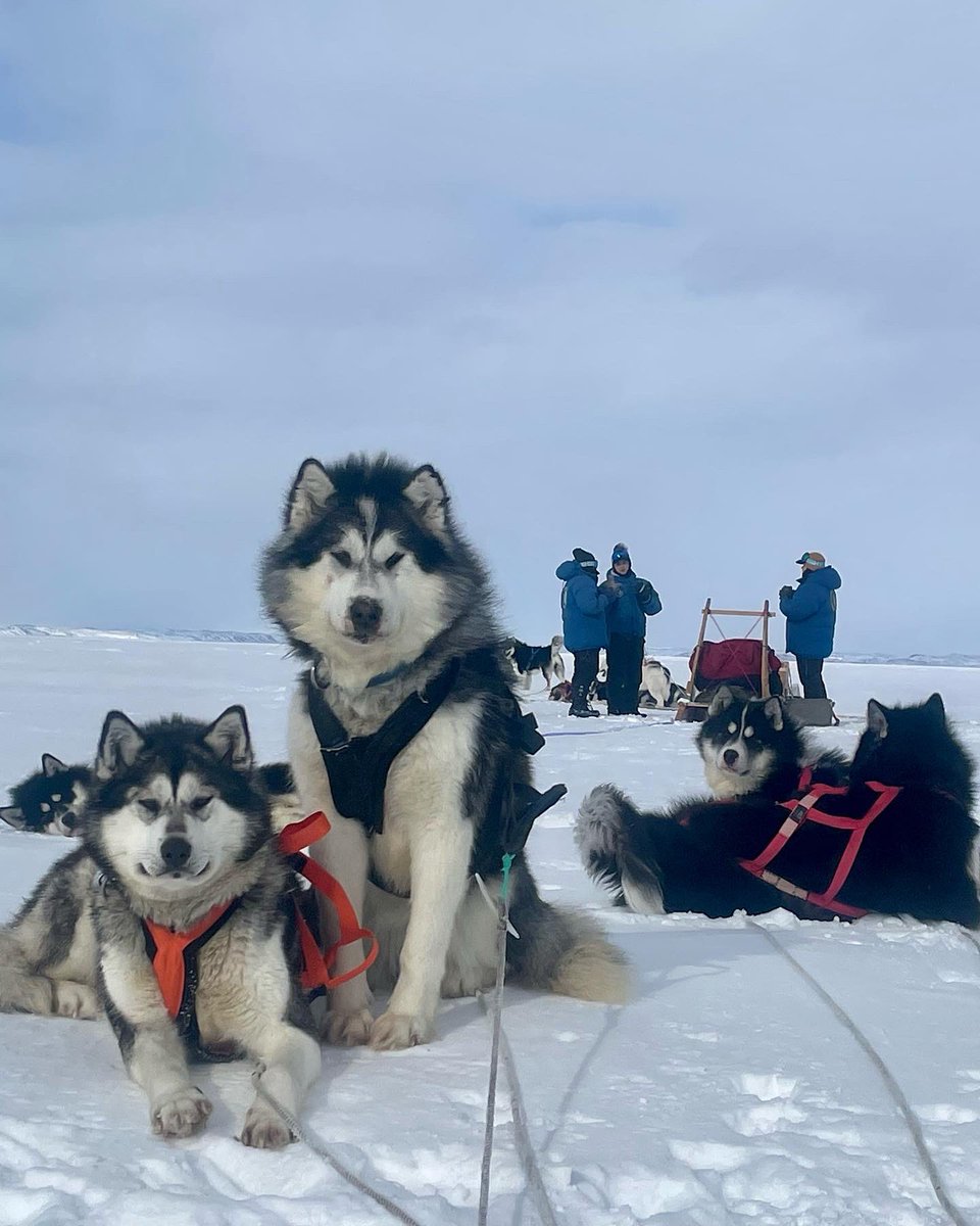 Inukpak_O's tweet photo. Happy #nationaldogday to all our followers! 🐶
#puppy #puppylove #dogsofinstagram #musherlife #ced #cid #sleddog #qimmiq #husky https://t.co/1LJRKrp3Dl