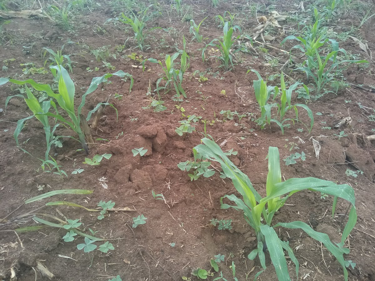 innoveighthub's tweet photo. We are now testing our organic fertilizer "easy use" on maize this season and this how we are doing it.@aBiDevtFinance @narouganda
@MSCuganda @KugonzaJane
#Zerohungry https://t.co/EEqQviIREU