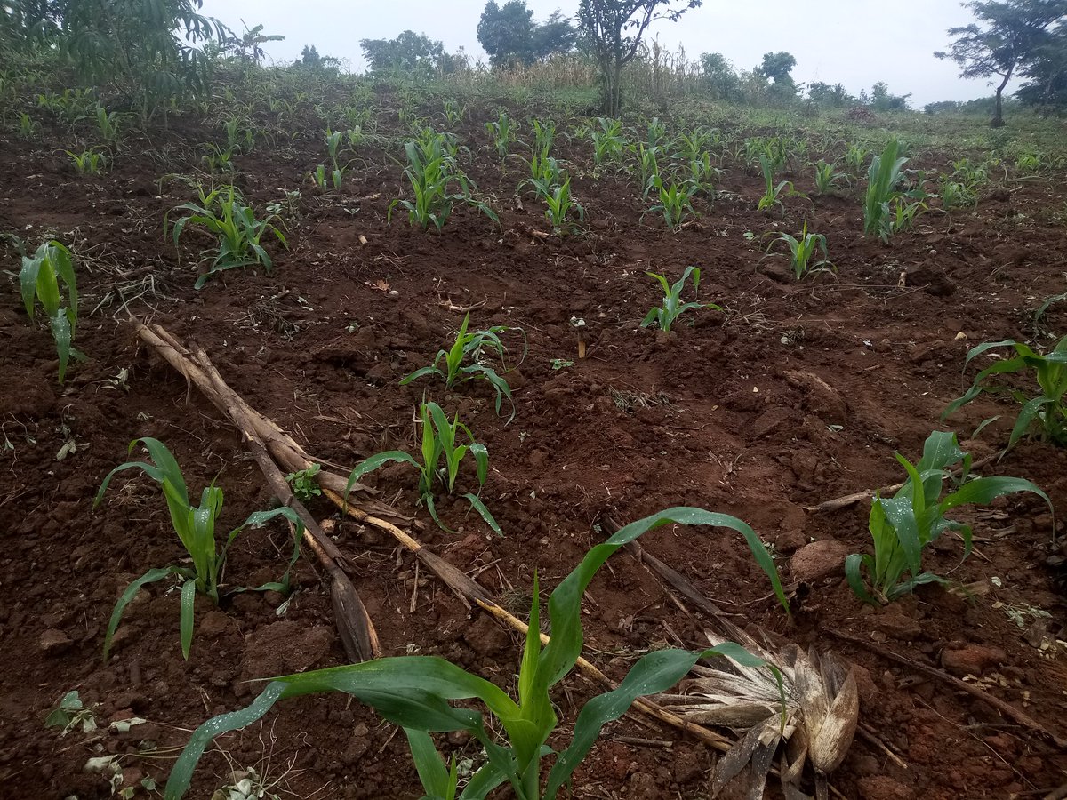 innoveighthub's tweet photo. We are now testing our organic fertilizer "easy use" on maize this season and this how we are doing it.@aBiDevtFinance @narouganda
@MSCuganda @KugonzaJane
#Zerohungry https://t.co/EEqQviIREU