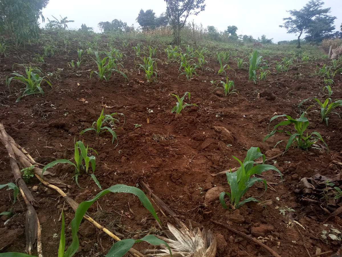 innoveighthub's tweet photo. We are now testing our organic fertilizer "easy use" on maize this season and this how we are doing it.@aBiDevtFinance @narouganda
@MSCuganda @KugonzaJane
#Zerohungry https://t.co/EEqQviIREU