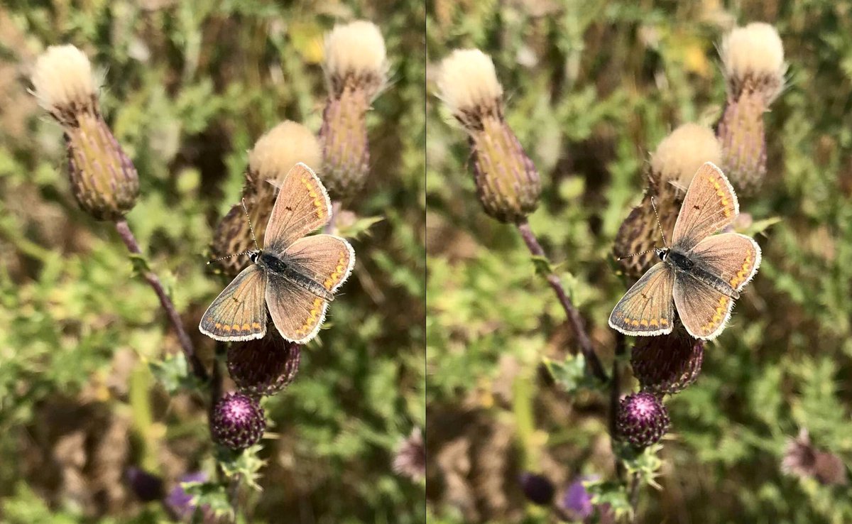 Summer #butterflies - Gatekeeper (on flowers) and Brown Argus. 
For x-eye viewing.