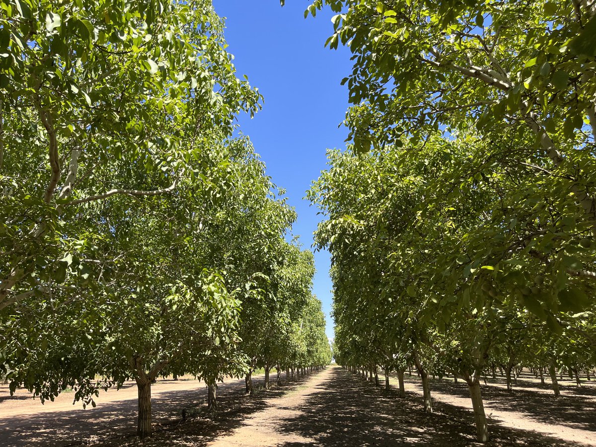 JAVARKES's tweet photo. #nogales uno de los árboles que necesitan de un sistema radicular, más sano y potente, para soportar el estrés climático y poder garantizar una buena producción, y para ello es imprescindible cuidar de la biodiversidad del suelo de la parcela #Trianum #Topfert #MateriaOrgánica https://t.co/8GAdNciaec