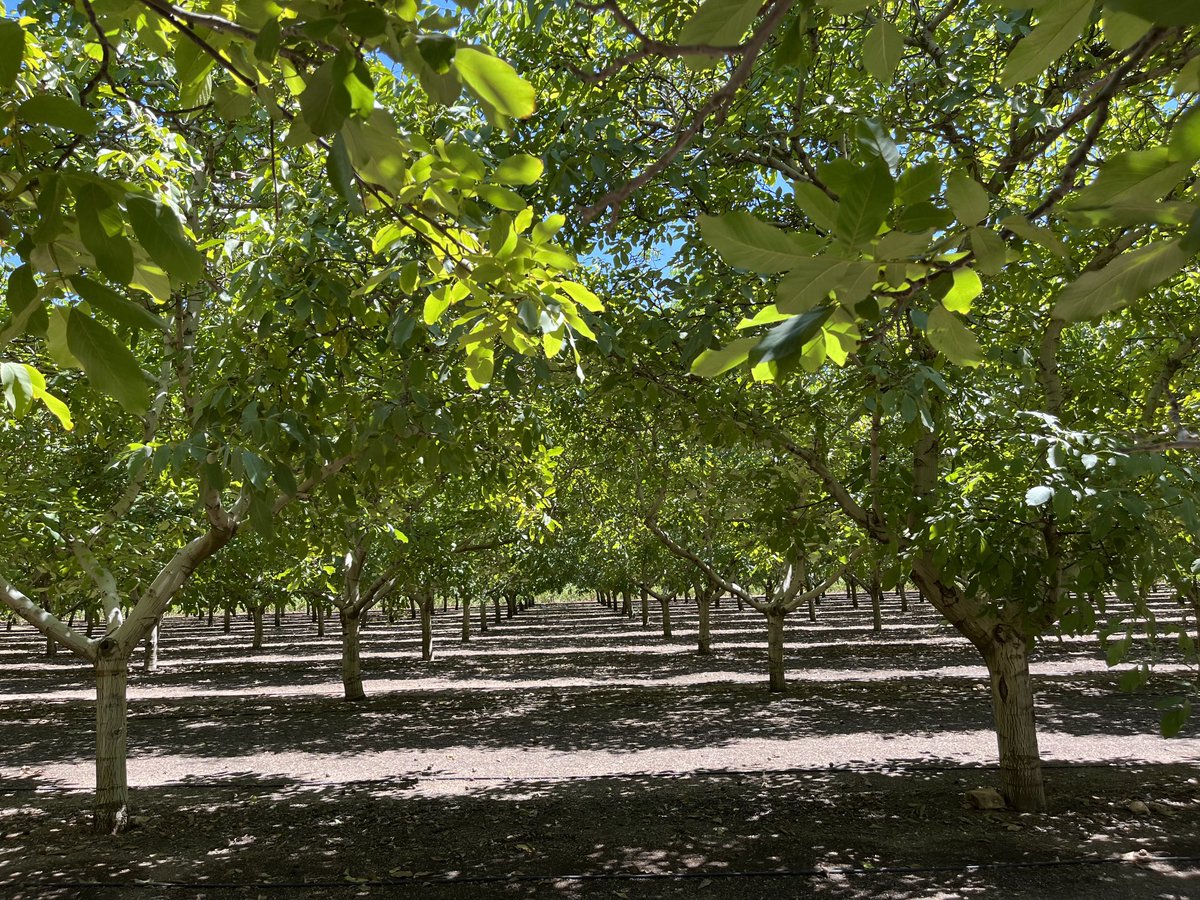 JAVARKES's tweet photo. #nogales uno de los árboles que necesitan de un sistema radicular, más sano y potente, para soportar el estrés climático y poder garantizar una buena producción, y para ello es imprescindible cuidar de la biodiversidad del suelo de la parcela #Trianum #Topfert #MateriaOrgánica https://t.co/8GAdNciaec