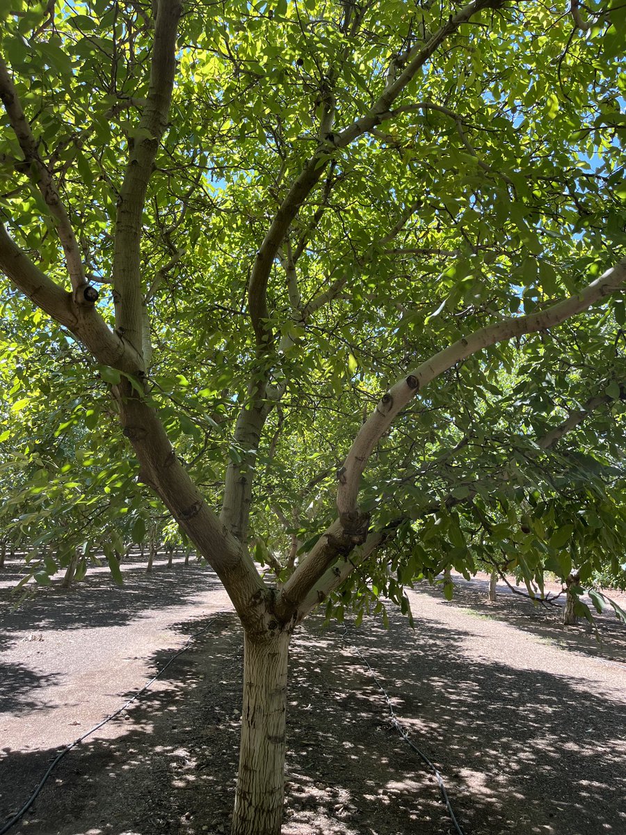 JAVARKES's tweet photo. #nogales uno de los árboles que necesitan de un sistema radicular, más sano y potente, para soportar el estrés climático y poder garantizar una buena producción, y para ello es imprescindible cuidar de la biodiversidad del suelo de la parcela #Trianum #Topfert #MateriaOrgánica https://t.co/8GAdNciaec