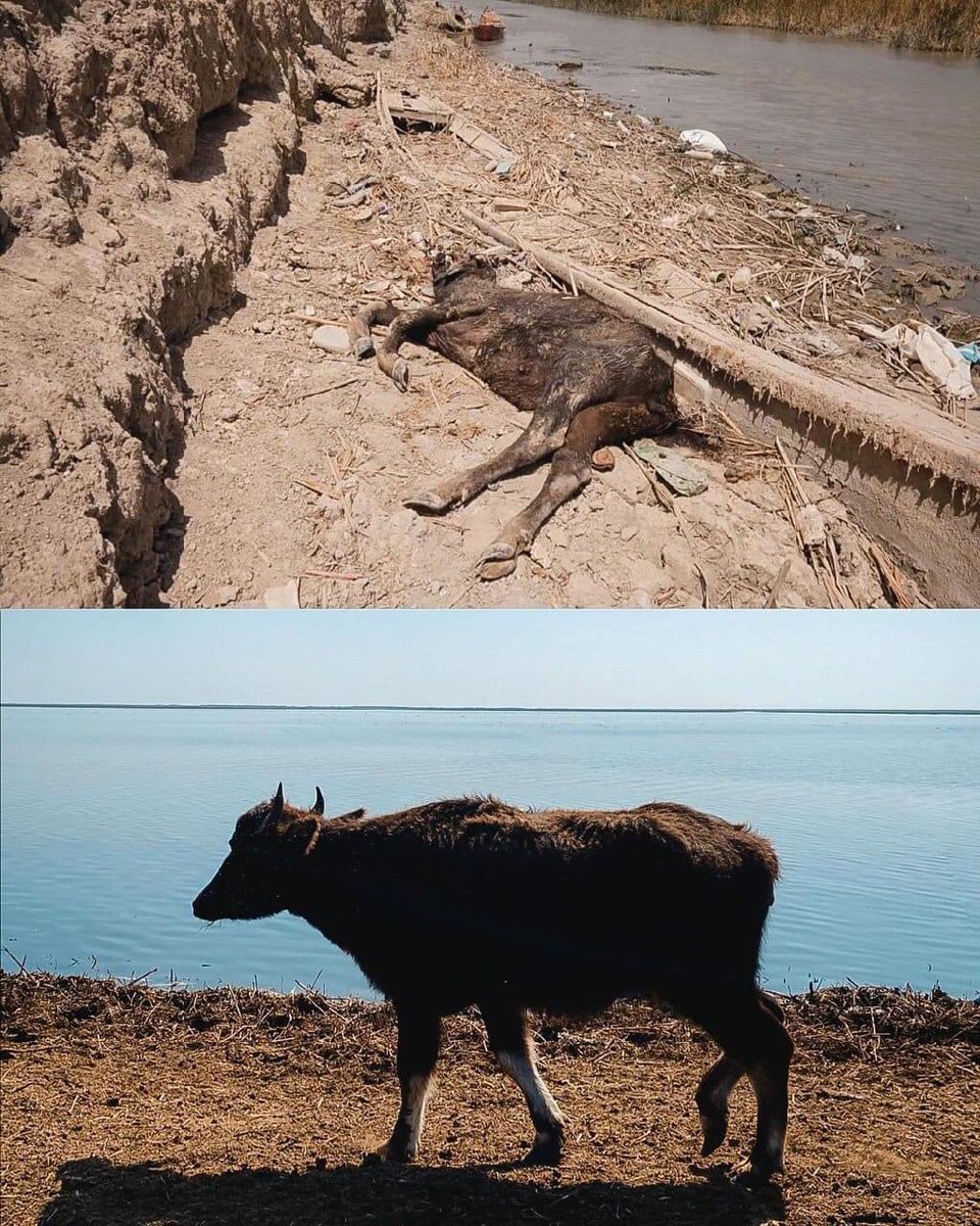 7___HD's tweet photo. ⭕️ #Save_the_marshes |

The last features of the Sumerians have evaporated.

The marshes are classified within the World Heritage! 

Before and after pictures of the marshes drying up Drought pictures now and previous pictures from last year.

@UNESCOarabic 
@UNHCRIraq https://t.co/ss04DveCBY