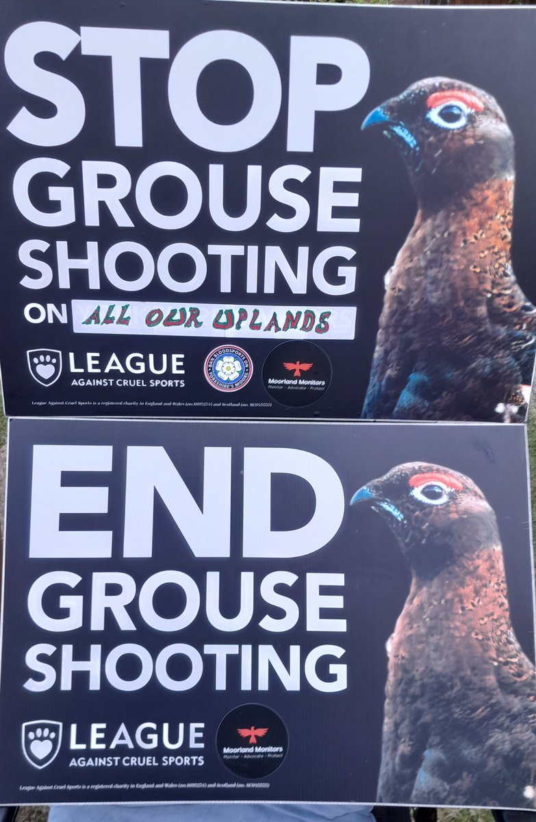 @Sueblueocean #BanBirdShootingBloodsportsNOW 
 This article is well worth a read @_OliviaBlake @natalieben @derby_politics @LeftSheffield @min_esh @RuthMilsom @WildJustice_org @RaptorPersScot 
Important to remember that the #Inglorious12th isn't just a 'one-off' #GrouseShoots into  #December!!