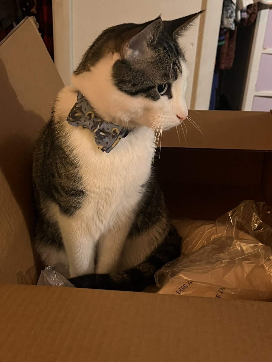 TeamFreeCats's tweet photo. Mommy say…box of trash https://t.co/Abd4O6p498