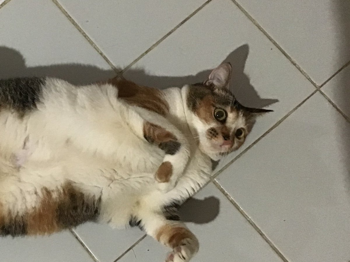 cheki oyip cayo tweet media