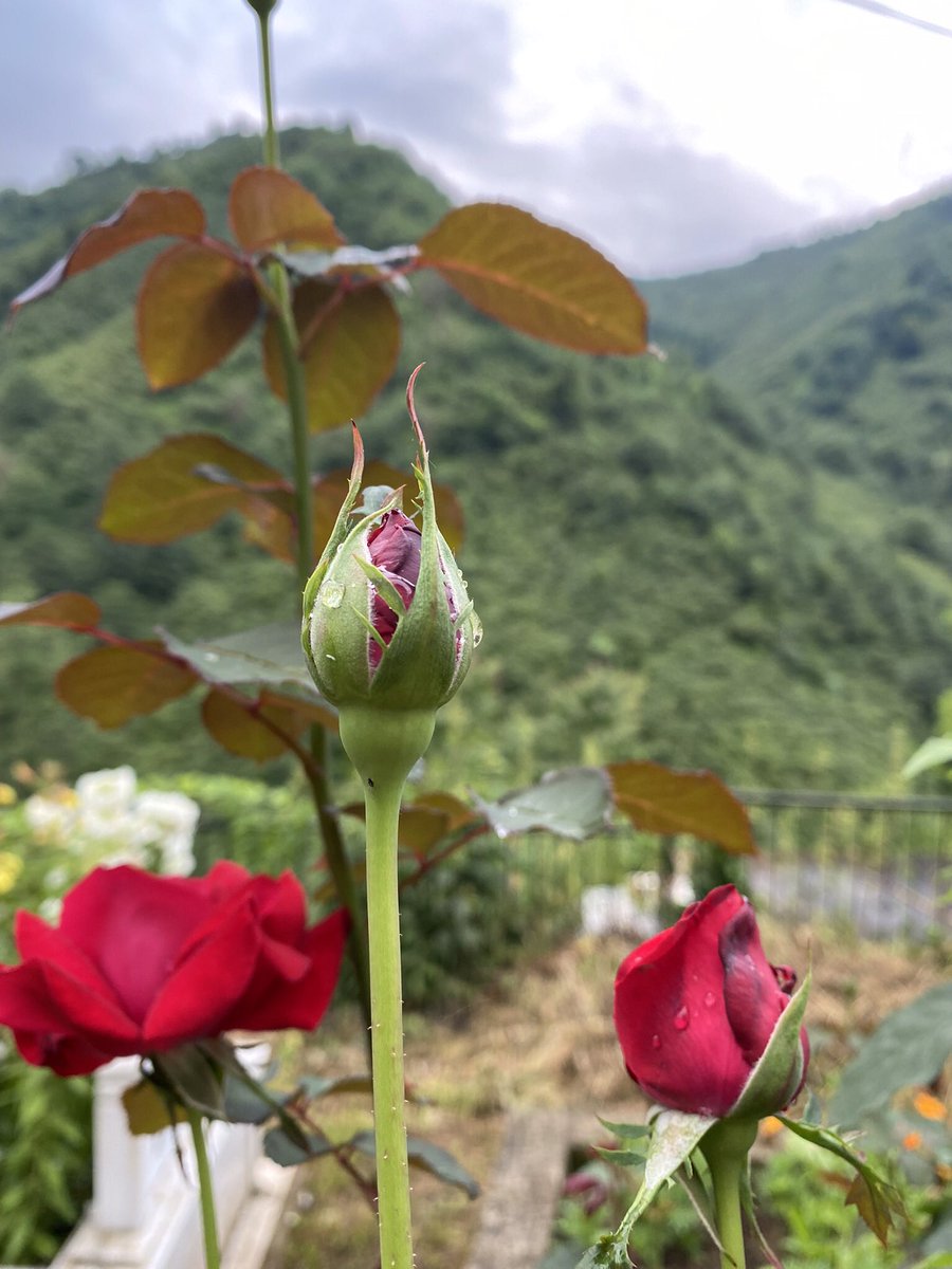 “Merhametsiz ilim mesut etmeyen bir sihirbazlık olduğu kadar merhamet dünyasının dışında yaşanan duygular da birer azap veya sefalettir. Merhametsiz sezişlerin kibirden başka libası olmadığı gibi, aşkın merhametsizliği de belki bir cinayet veya cinnettir.”   {Nurettin Topçu}