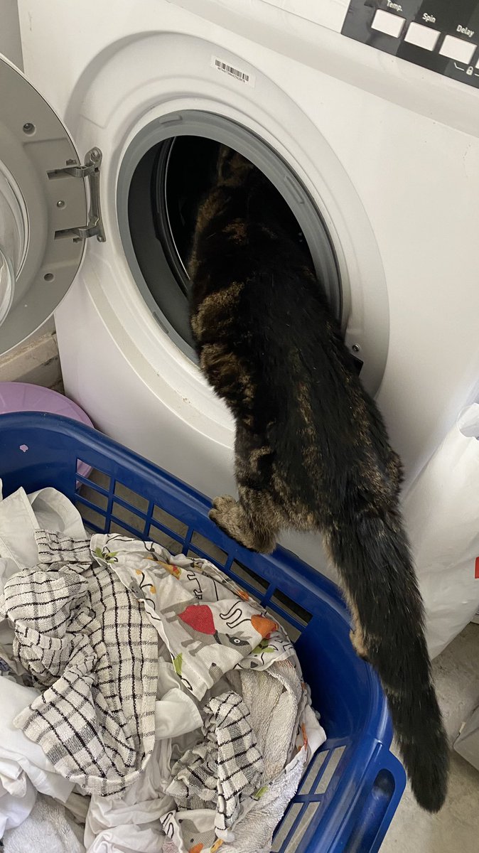 Laundry on a #caturday???  Are you crazy!!! I’ll help 😺😁 #CatsOfTwitter #cats
