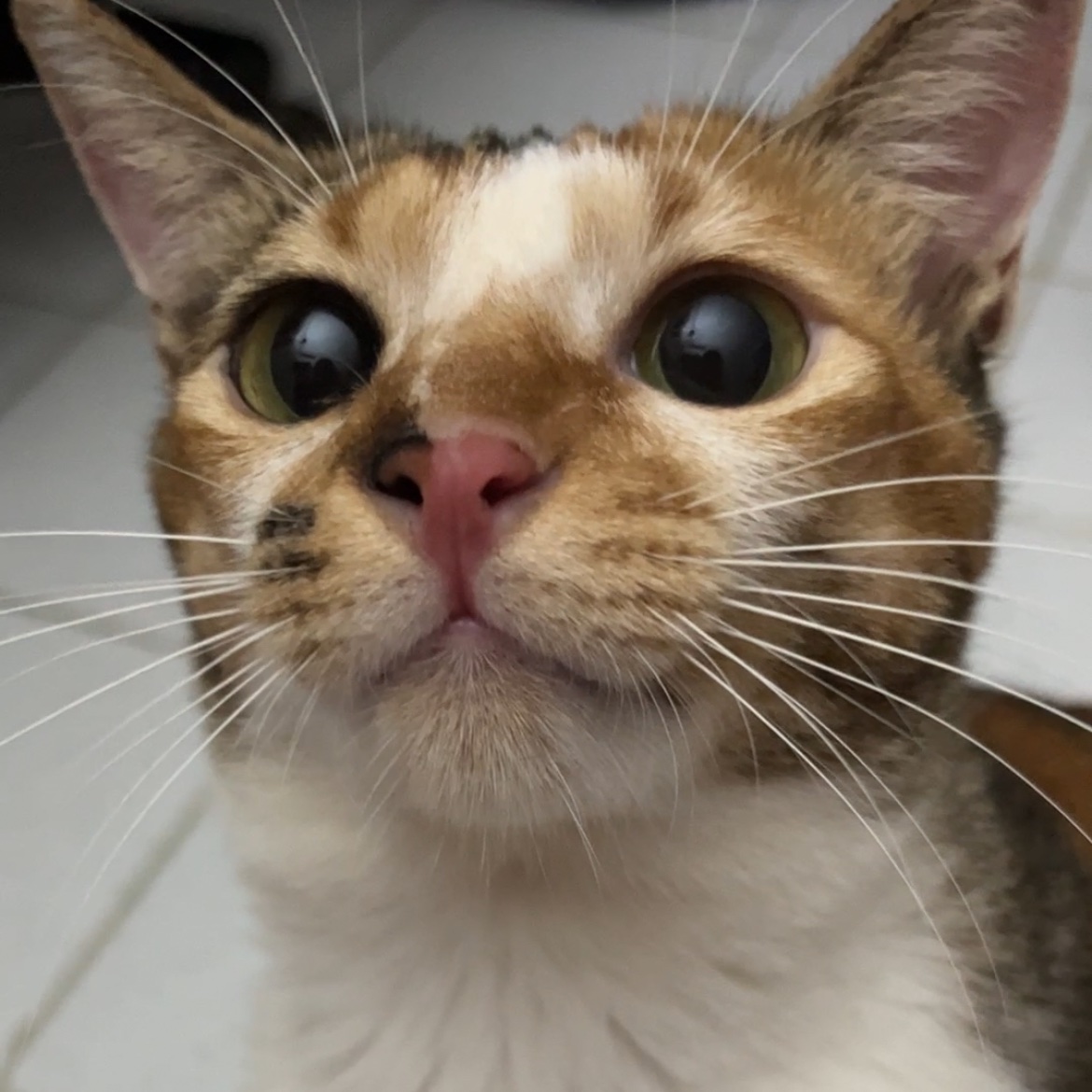 cheki oyip cayo tweet media