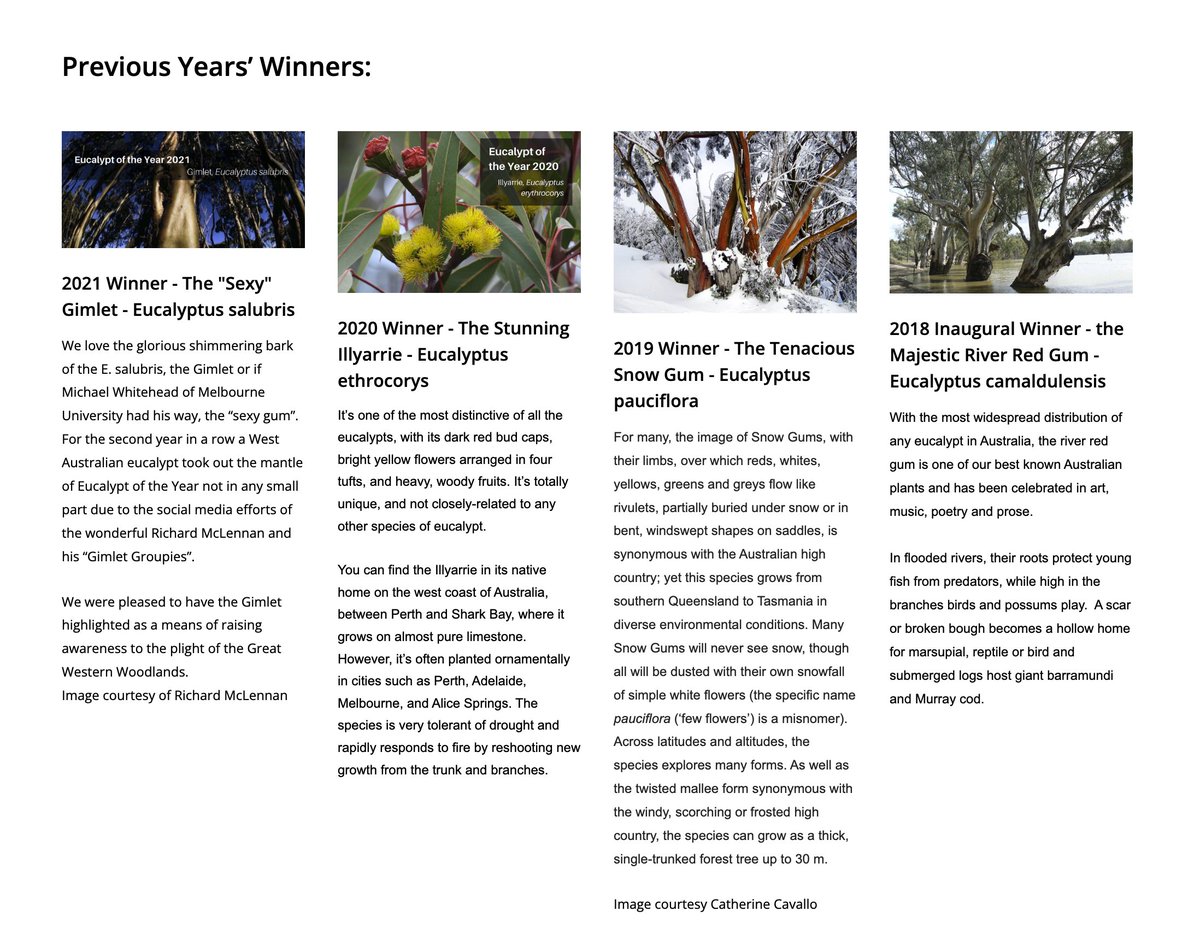EucalyptAus's tweet photo. @AleksOwczarek @rsl1957 @drmparrott @scidocmartin @mickresearch @UniMelbscicomm The Snow Gum was our second ever winner of #EucalyptoftheYear, way back in 2019! A very, very special tree. Great to see eucs feature so prominently at the top of #AusFaveTree! #EucBeaut https://t.co/uHlhnyxKuc