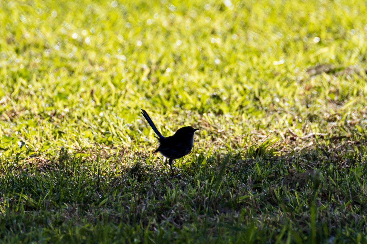 WendyBirdOZ's tweet photo. In the shadows.
#SplendidFairyWren #AustralianNativeBirds #birdsofTwitter #canonphotography #Tamrom600mm https://t.co/nsyId3MiFh
