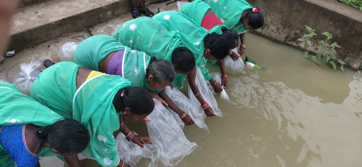 RgdaIn's tweet photo. Stocking of fingerlings by WSHGs from Orei, Mardiguda,Tembaguda and Guluguda villages of Padmapur block through convergence of Mission Shakti and Fisheries Department.
#rgda #rayagada
@CMO_Odisha @mission_shakti @farddept @MoSarkar5T https://t.co/RKzwoS2qEO