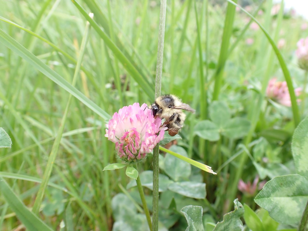 BuzzingWales's tweet photo. We can learn from this in the UK. We must lower intensity, restore vast areas of traditional meadow - and create wildflower corridors that extend for miles across arable fields.
Perhaps then, species like the Great yellow, Shrill carder &amp; Short-haired bumblebees will thrive again https://t.co/HhMAyX368f