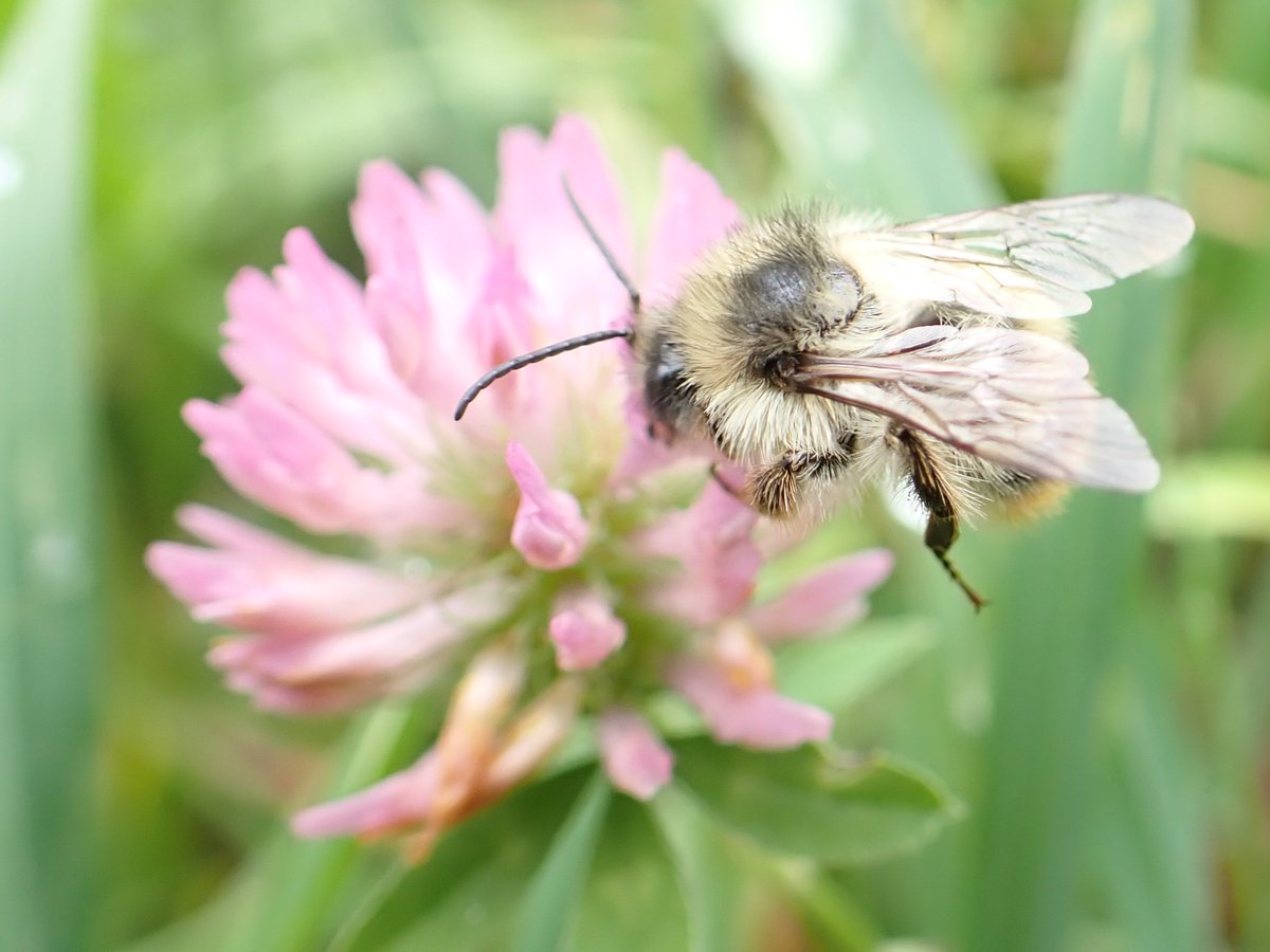BuzzingWales's tweet photo. We can learn from this in the UK. We must lower intensity, restore vast areas of traditional meadow - and create wildflower corridors that extend for miles across arable fields.
Perhaps then, species like the Great yellow, Shrill carder &amp; Short-haired bumblebees will thrive again https://t.co/HhMAyX368f