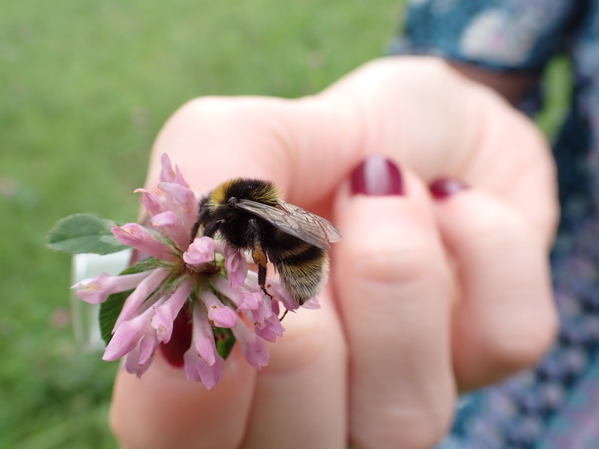 BuzzingWales's tweet photo. We can learn from this in the UK. We must lower intensity, restore vast areas of traditional meadow - and create wildflower corridors that extend for miles across arable fields.
Perhaps then, species like the Great yellow, Shrill carder &amp; Short-haired bumblebees will thrive again https://t.co/HhMAyX368f