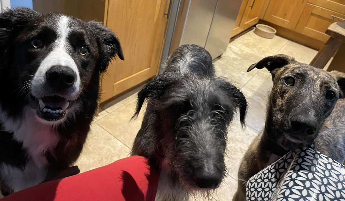 Dennis, Badger and Norman 🐾🐾#InternationalDogDay <a href="/dogcelebration/">CelebrationOfDogs</a> @GratefulDogsSF <a href="/ManyTearsRescue/">Many Tears Rescue</a>