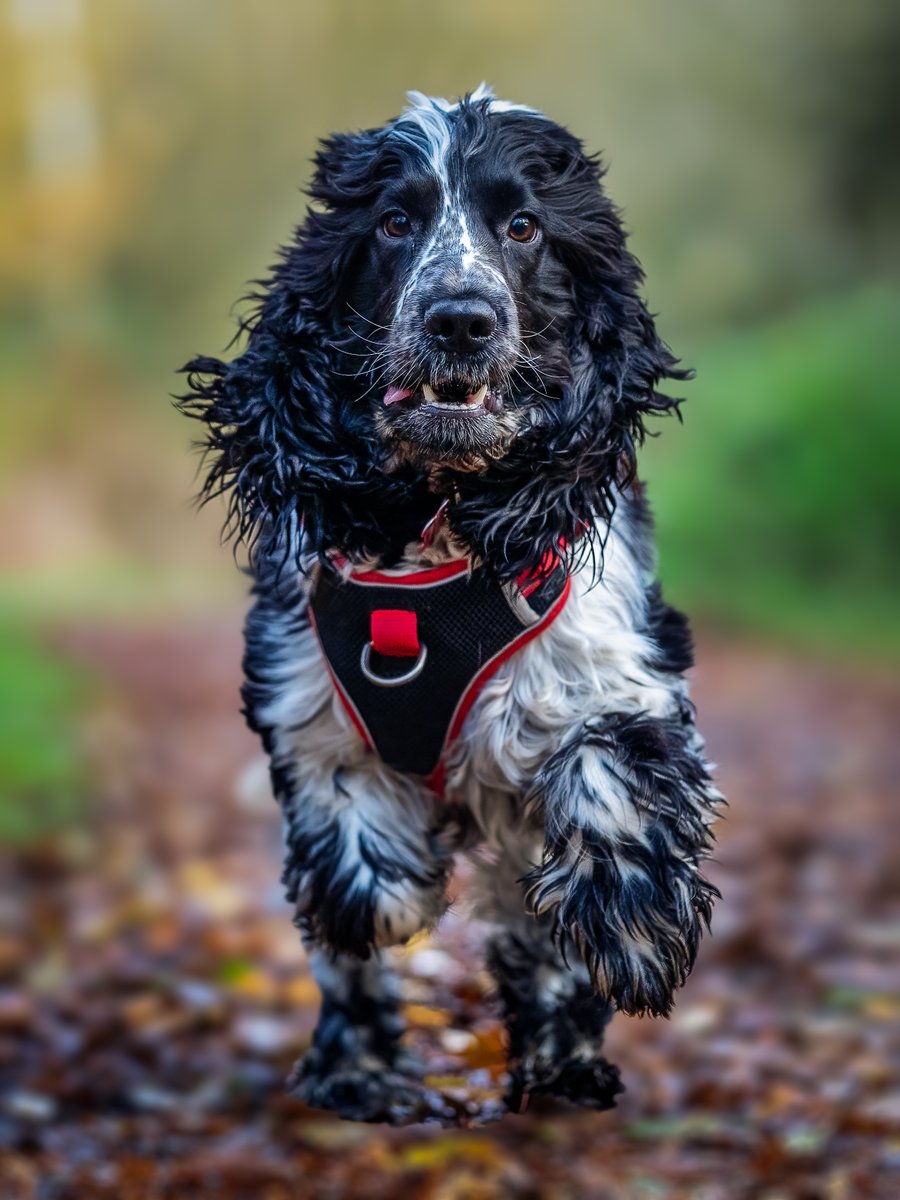 Andrew Scott Photography tweet media