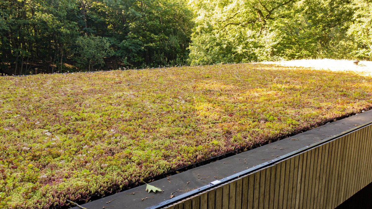 The MobiRoof ECO cassettes are locally pre-grown with cuttings from our own nursery. The sedum cassettes are therefore delivered fully grown and provide an immediate green result. #greenroof #instantgreen #biodiversity #sustainable