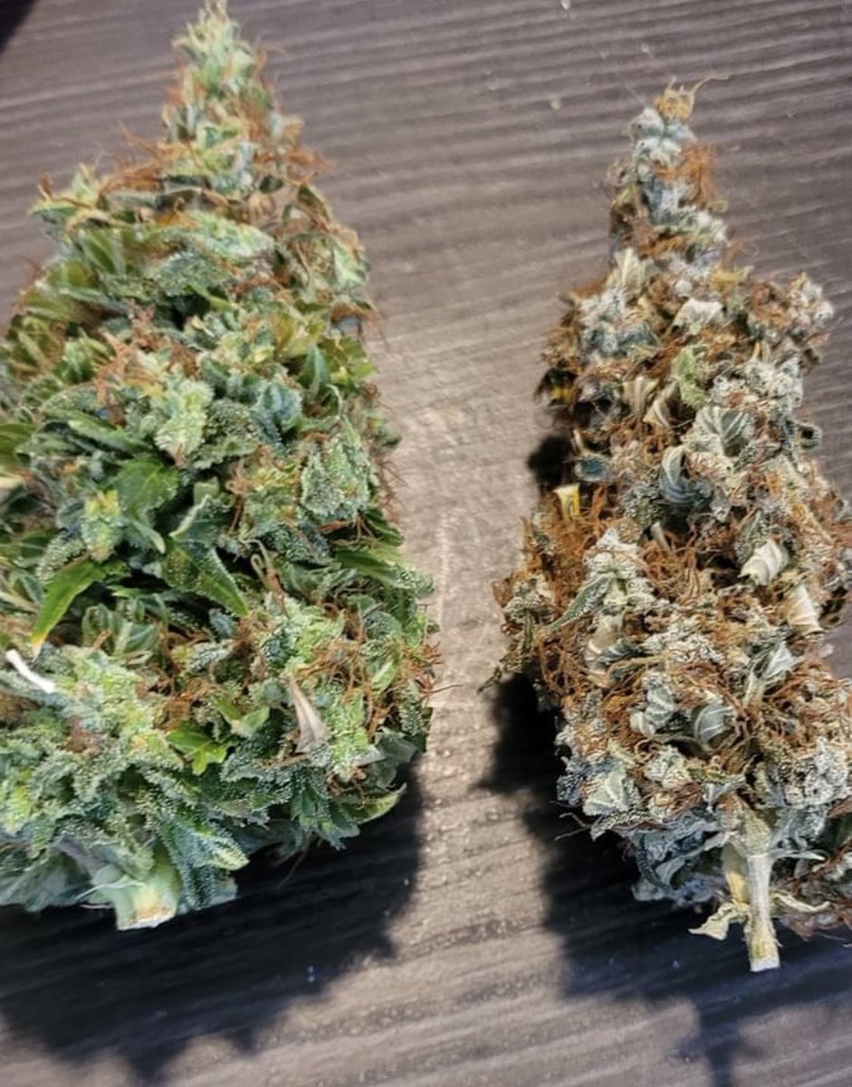 #bluedream #brisbane #melbourne #queensland #aussie #australia #westernaustralia #newcastlensw #newsouthwales #nsw #qld #420Friendly #weedlife #stoner #buylocal #westernaustralia #Tasmania #albury
 #adelaide #goldcoast #australiagram
 #sydney #nature #seeaustralia #newzealand