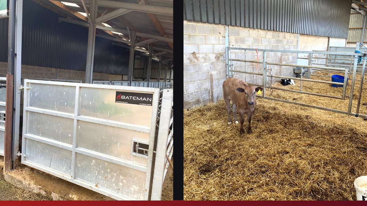 LMBateman79's tweet photo. A new shed measure up allowing a visit to a previous customer and chance to see how all of our equipment is doing 👌
#Madetomeasure
#LMBateman #cattle #farmers #livestockequipment #livestock #Gates #agriculture #farm247 #farming247 https://t.co/9CjkyTt41I