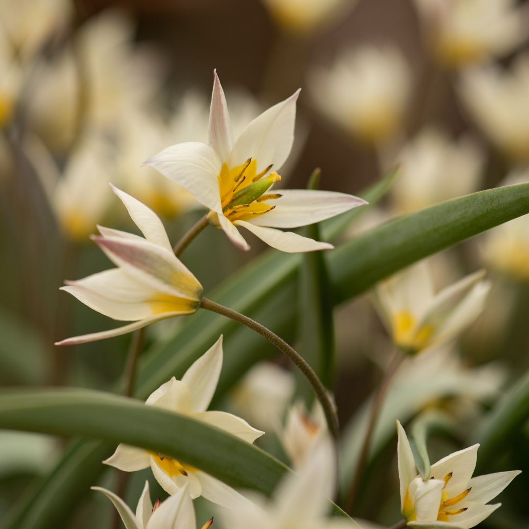 💫 Plant Spotlight 💫 What better way to spend the Bank Holiday than dreaming up your bulb display. Tulipa turkestanica is a beautiful species tulip loved by designers. Shop our favourite bulbs: crocus.co.uk/plants/_/bulbs…