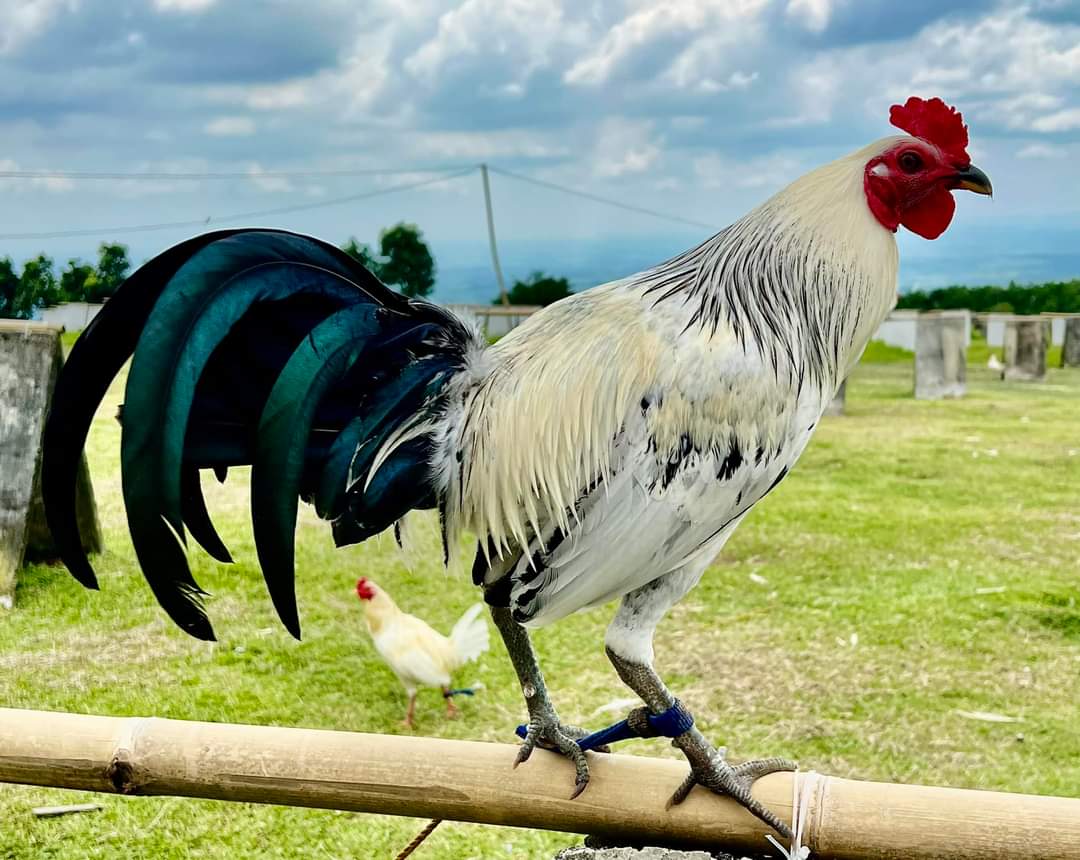 Ayam Philipin Sabung Sabong Gallos Ayamphilipin Twitter